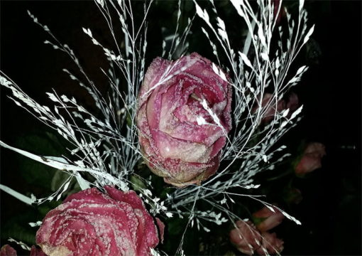 Frozen Roses - Bild 3