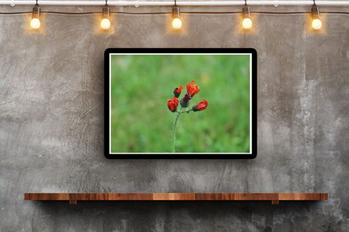 Blomknoppar - Bild 2