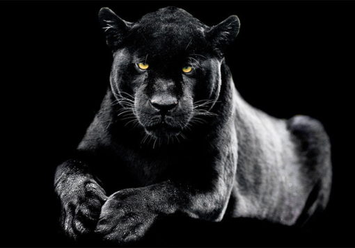 Black Panter - Bild 3