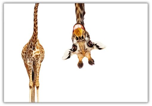 Giraffen 1 (fynd)