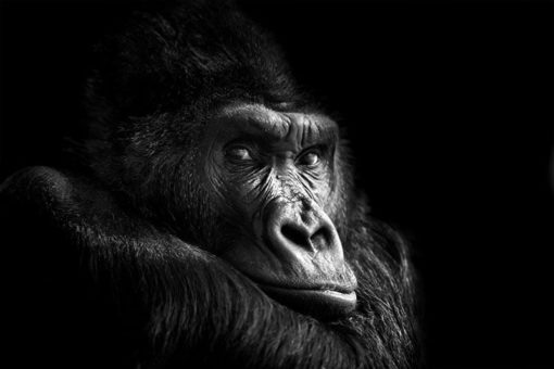 Gorillan I'm the boss - Bild 3