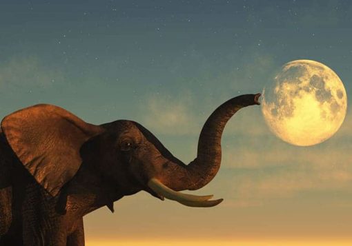 Elefant med snabel mot Månen - Bild 3