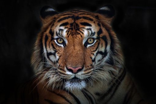 Sumatran Tiger Porträtt - Bild 3