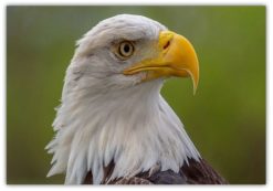 Djur Poster The Eagle