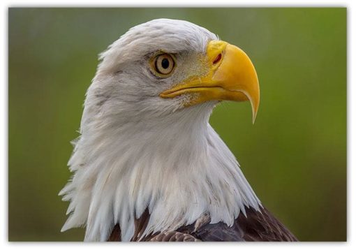 Djur Poster The Eagle