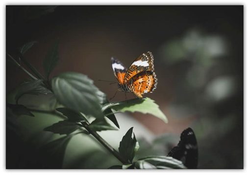 Poster Butterfly