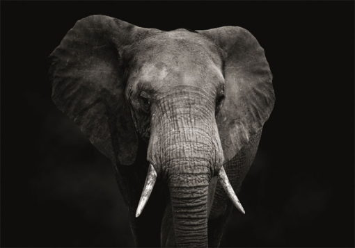 Elefant med svart bakgrund - Bild 3