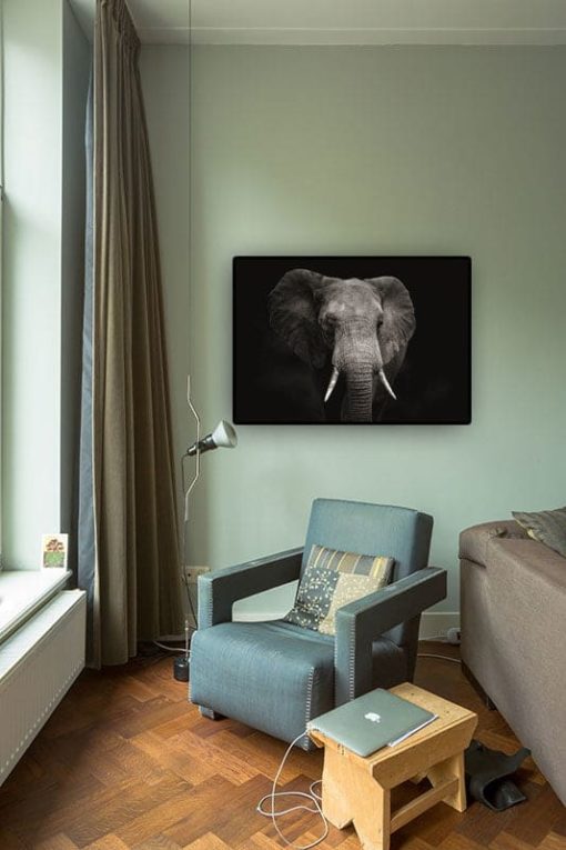 Elefant med svart bakgrund - Bild 2