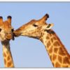 Giraff puss