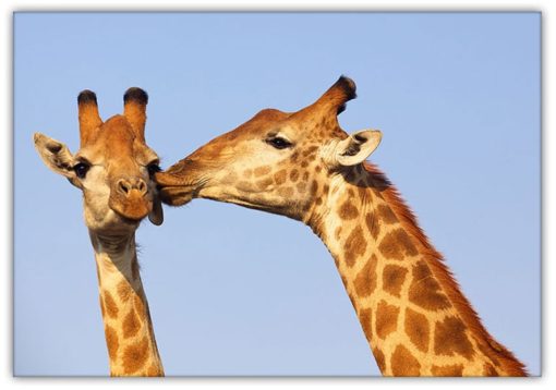 Giraff puss