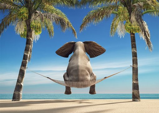 Elefant på hängmatta - Bild 3