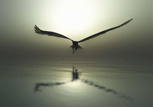 Eagle Flying - Bild 3
