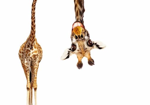 Giraffen 1 (fynd) - Bild 3