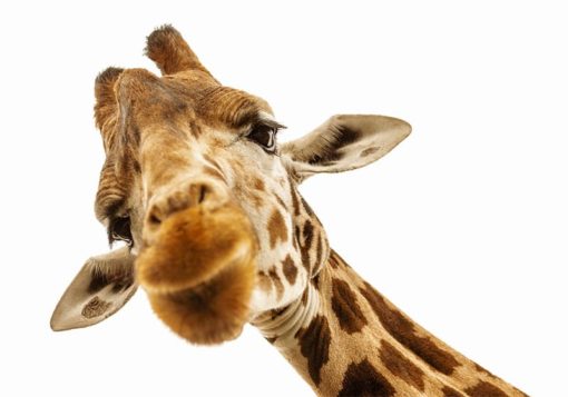 Giraffen 2 - Bild 3