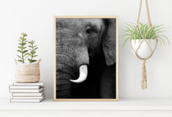ELEFANT poster (Lager)