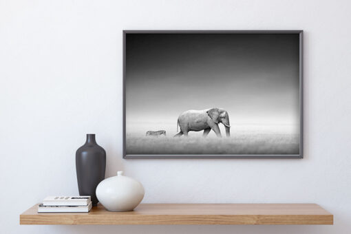 ELEFANT & ZEBRA poster (Lager)