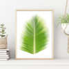 PALMBLAD poster (Lager)
