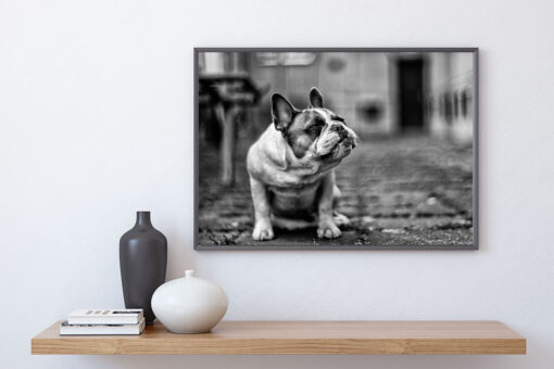 BULLDOG poster (Lager)