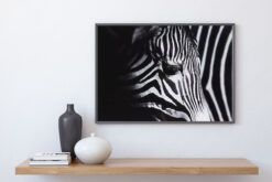 ZEBRA PROFIL poster (Lager)