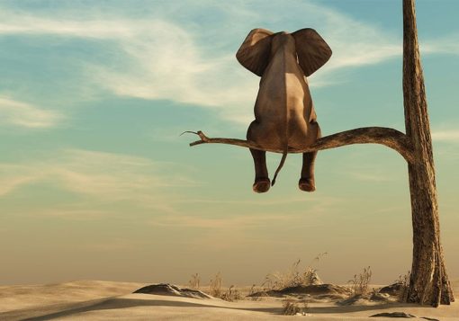 Elefant i trädet - Bild 3