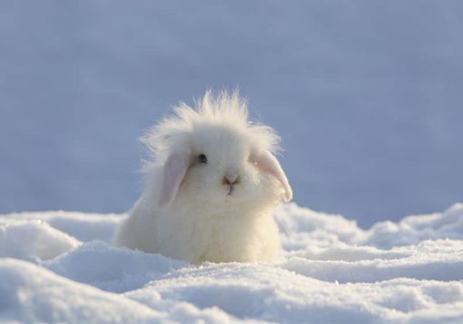 Snö Kanin - Bild 3