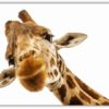 Giraffen 2