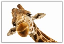 Giraffen 2