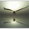 Eagle Flying