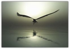 Eagle Flying