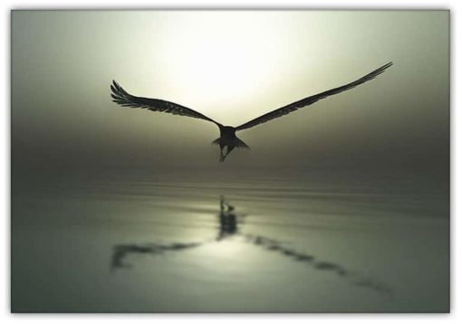 Eagle Flying