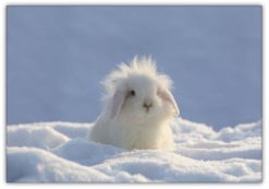 Snö Kanin