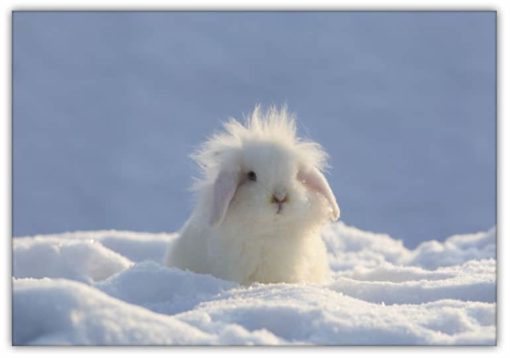Snö Kanin