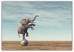 Elefant på Badboll