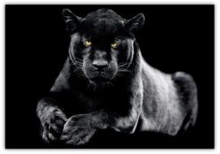 Black Panter