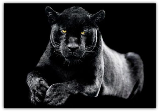Black Panter