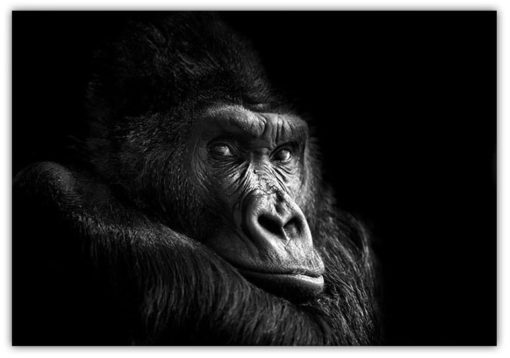 Gorillan I'm the boss