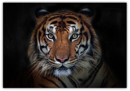 Sumatran Tiger Porträtt