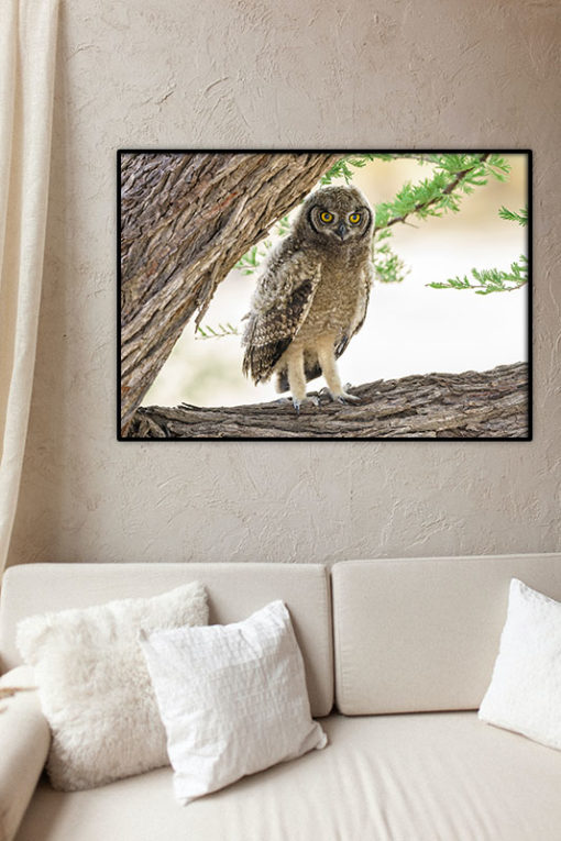 Uggla poster - Bild 2