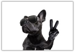The DOG