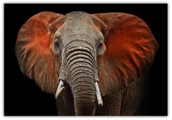 Elefant profil