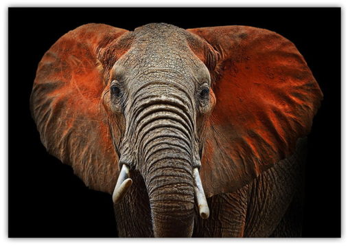 Elefant profil
