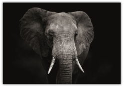Elefant med svart bakgrund