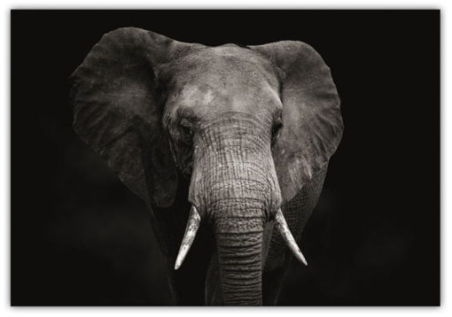 Elefant med svart bakgrund