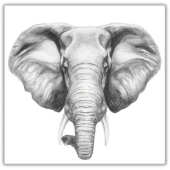 Elefant Svart & Vitt
