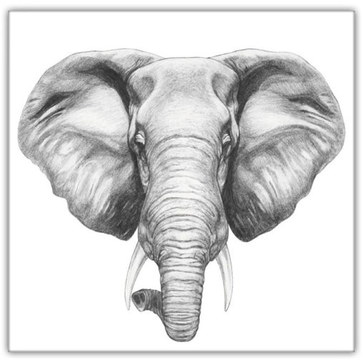 Elefant Svart & Vitt