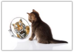 Tiger i Spegeln