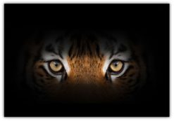 Eye of the tiger