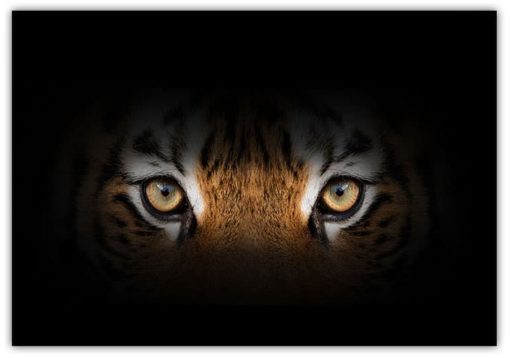 Eye of the tiger