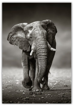 Elefant på vandring