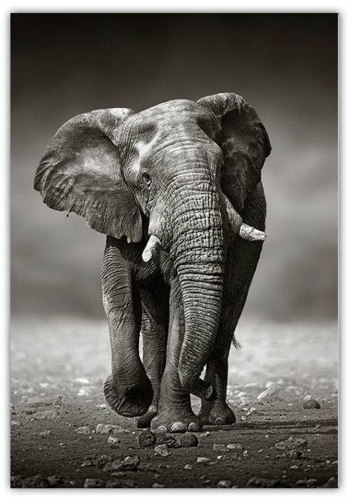 Elefant på vandring